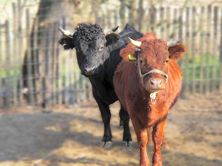 Tornácos Tanya Vendégház*** és Gasztroporta