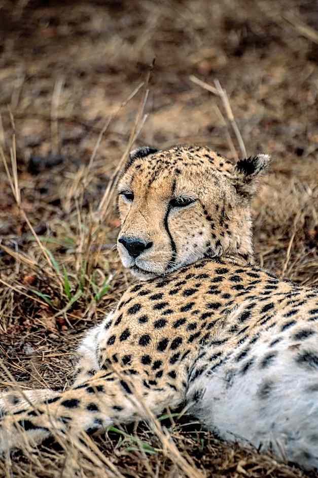 Tshukudu Game Lodge