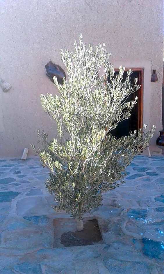 Tazoult Ouzina