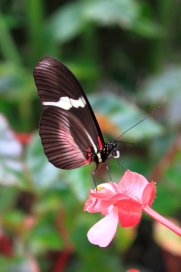 Estelar Recinto del Pensamiento