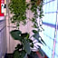 Apartamentos Casa Junonia