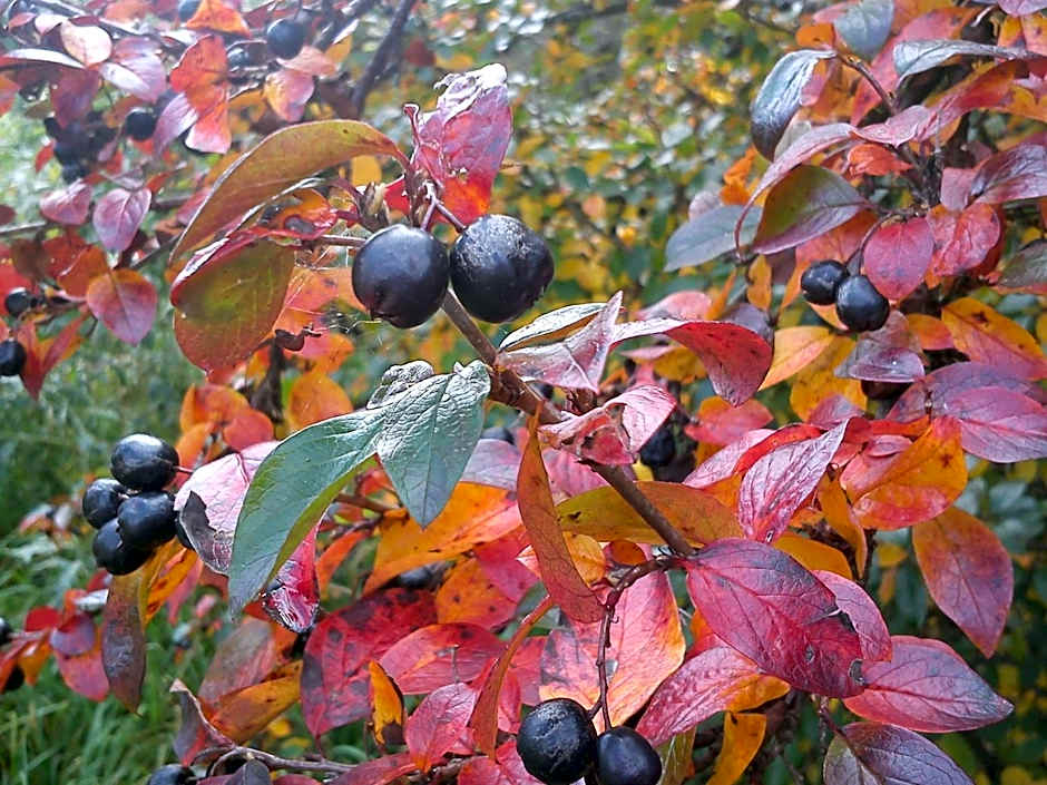 Hvilan V-hem Norrtälje AB