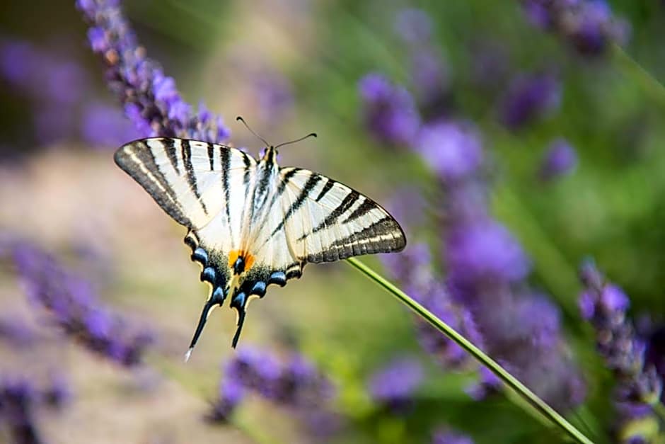 Chai du Chateau de Morteuil