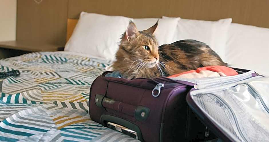 OYO Hotel Richburg SC I-77