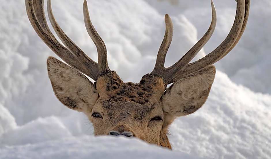 Zoo des Marécottes Boutique Hôtel