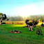 Blackwood Valley Suites