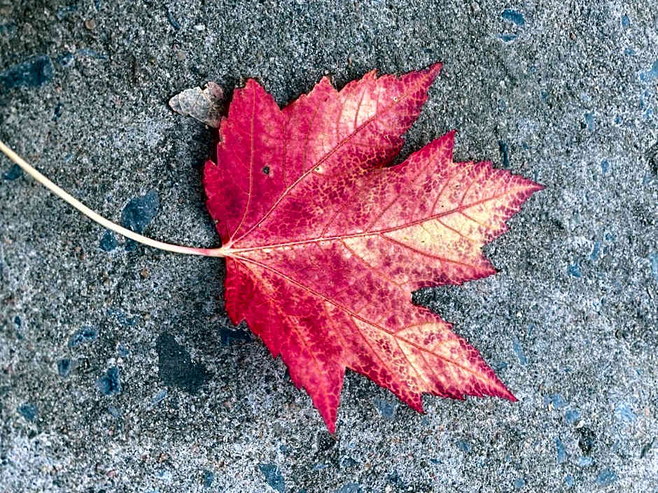 Repos & Manna Downtown Montréal