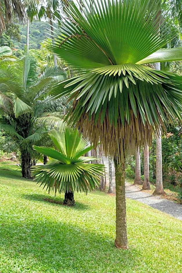 mist at Cape Tribulation