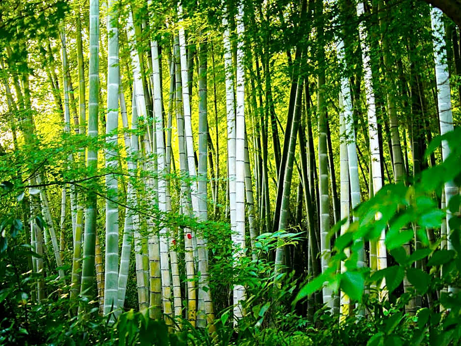 Kita-Kamakura 520ゴーニーマル