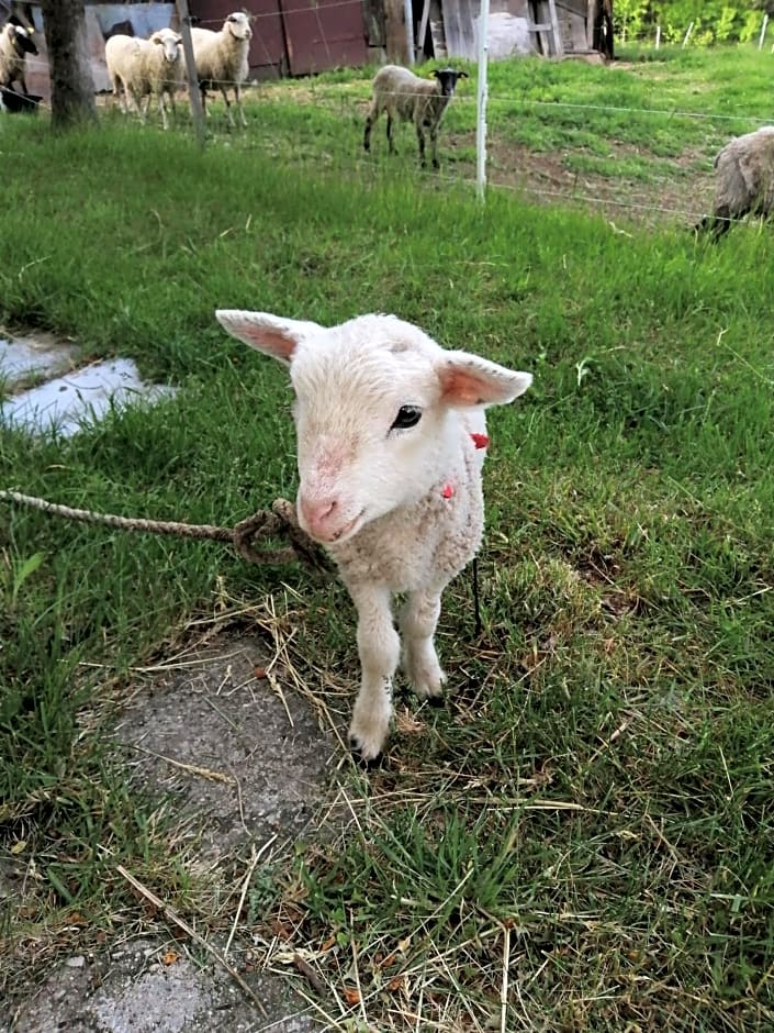 Poilsio kampelis Zarasuose