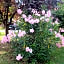 La Rosa Selvatica
