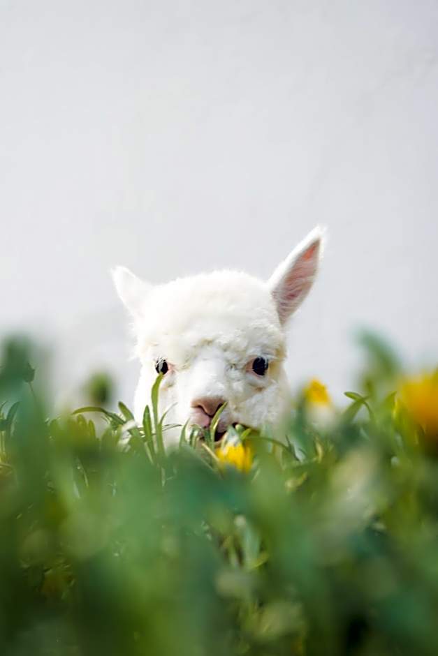 Casa Andina Premium Cusco