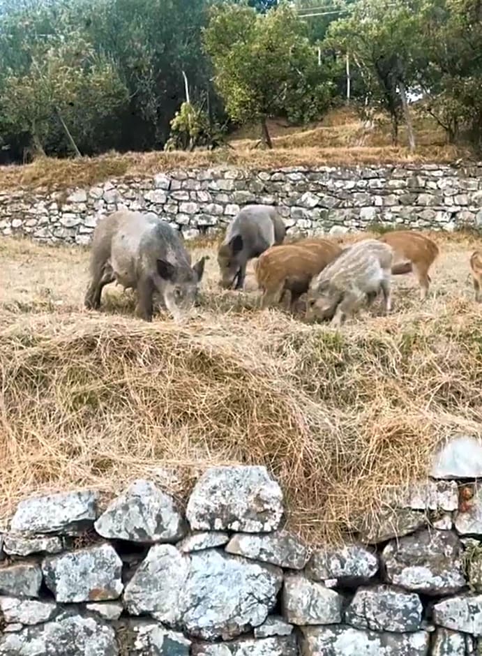 Locanda Agrogallo