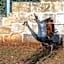 Masseria Borgo Segine - Relais nel Salento