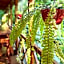 Selva de Laurel