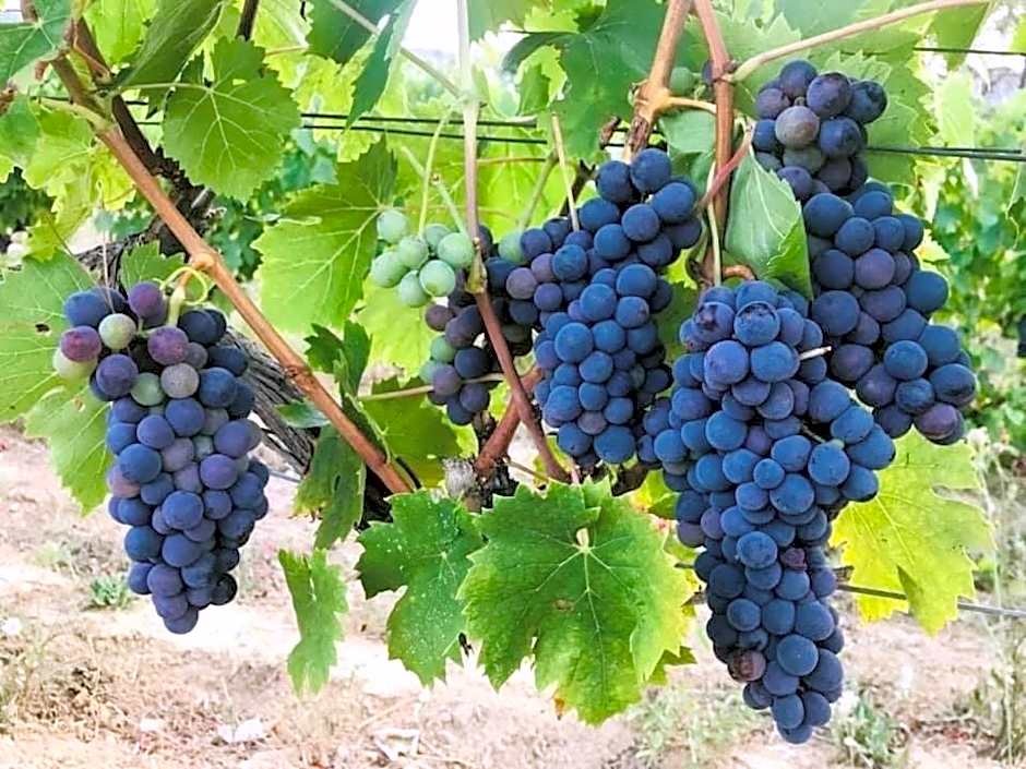 Casale Caterina Agriresort