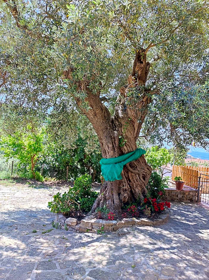 IL CONTE DI MARRAONE