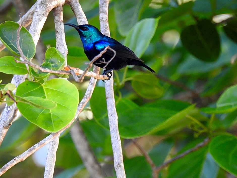 Gecko Nature Lodge Home of Swahili Divers the BEST dive center and Famous Gecko Restaurant