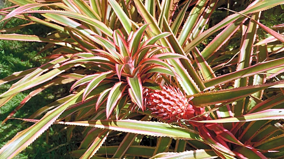 Domaine de l'Anse Ramier