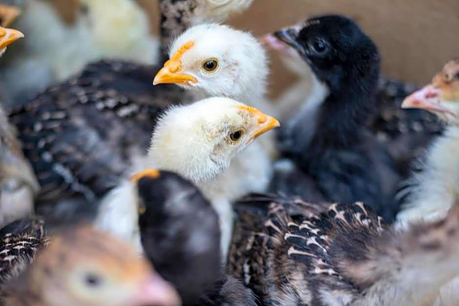 SUNOLUS VINEYARDHOUSe