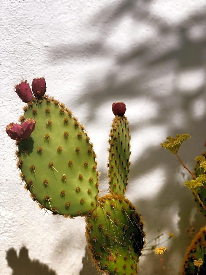 Finca Mil Estrellas