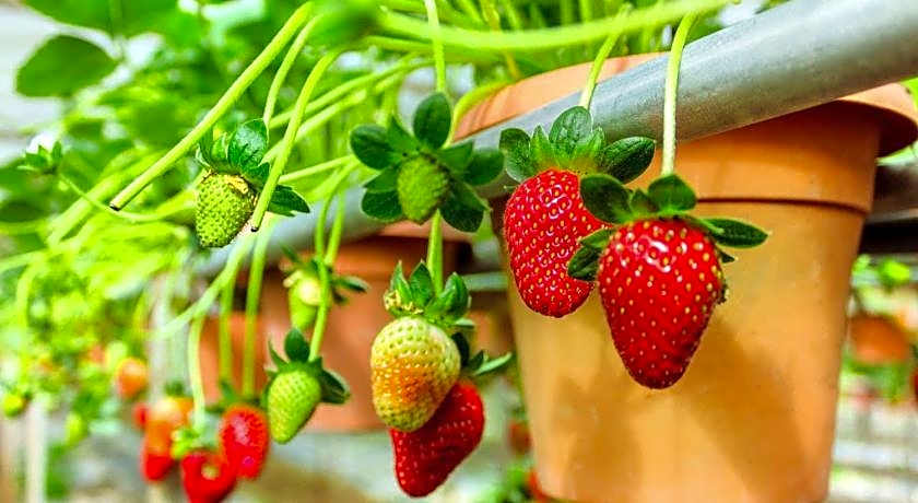 The Cocoon Capsule Hotel