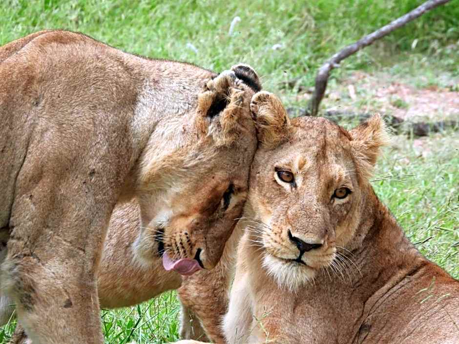 Barn Owl Lodge, Mjejane Game Reserve, Greater Kruger Park