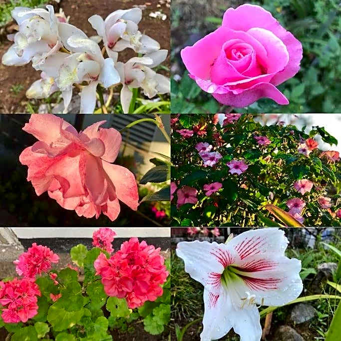 Mid-Century Modern Centrally Located Garden Oasis