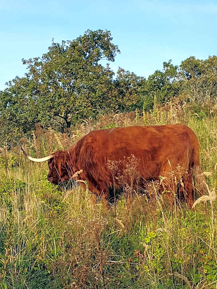 Cozy Garden House kijkduin Beach