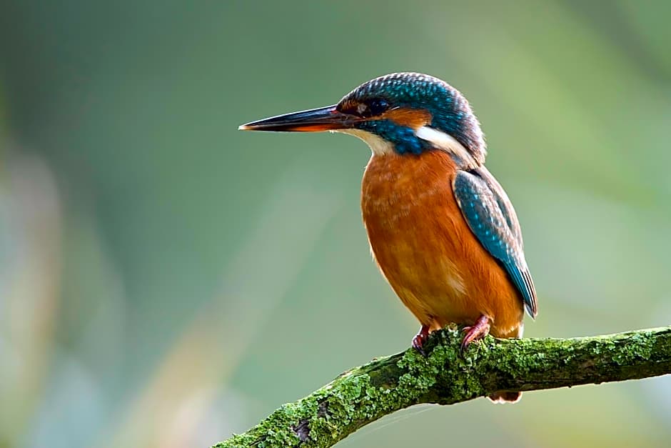 de Brabantse Biesbosch