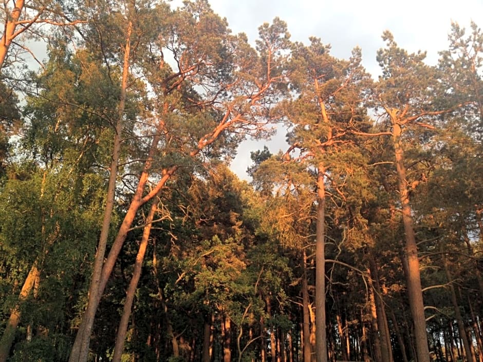 Domki Mi¿dzy Sosnami