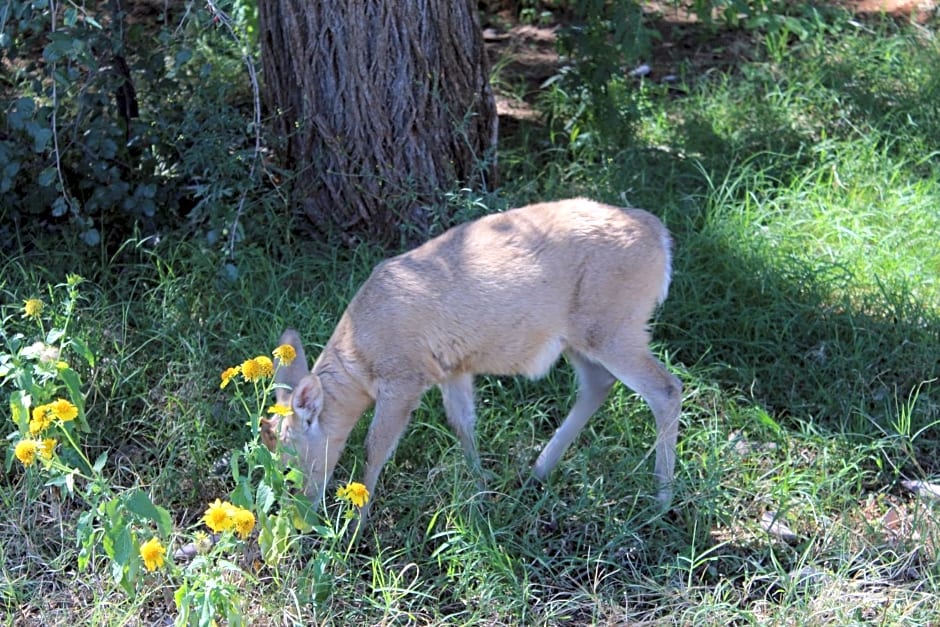 Kameel Rust and Vrede B & B, Camping and Venue