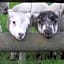 Sharlands Farm Bed and Breakfast