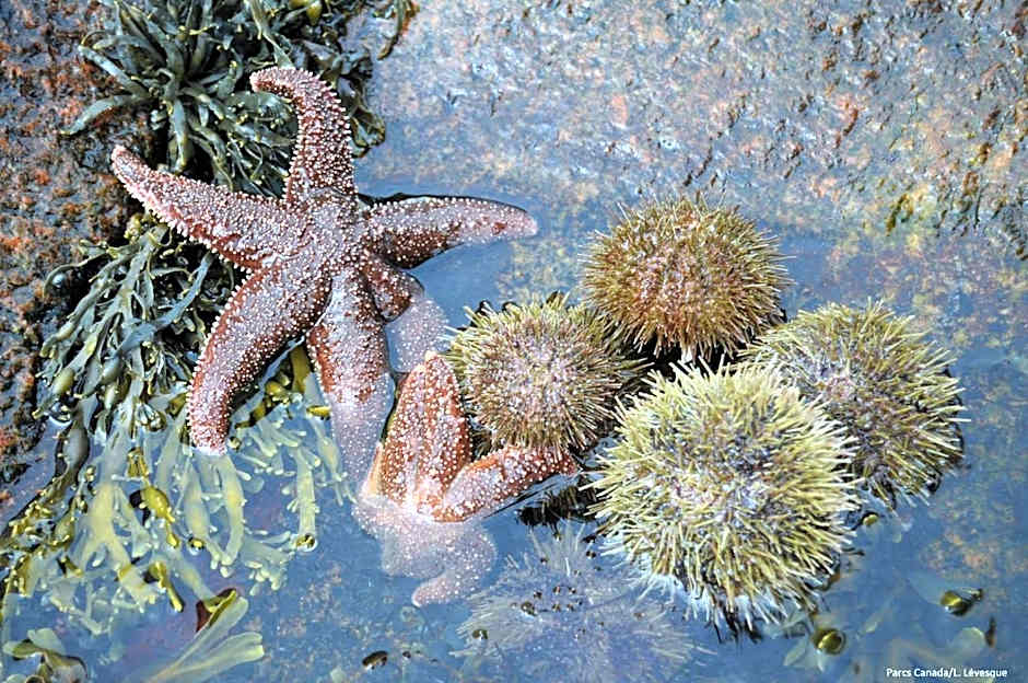 Complexe Hotelier Escoumins