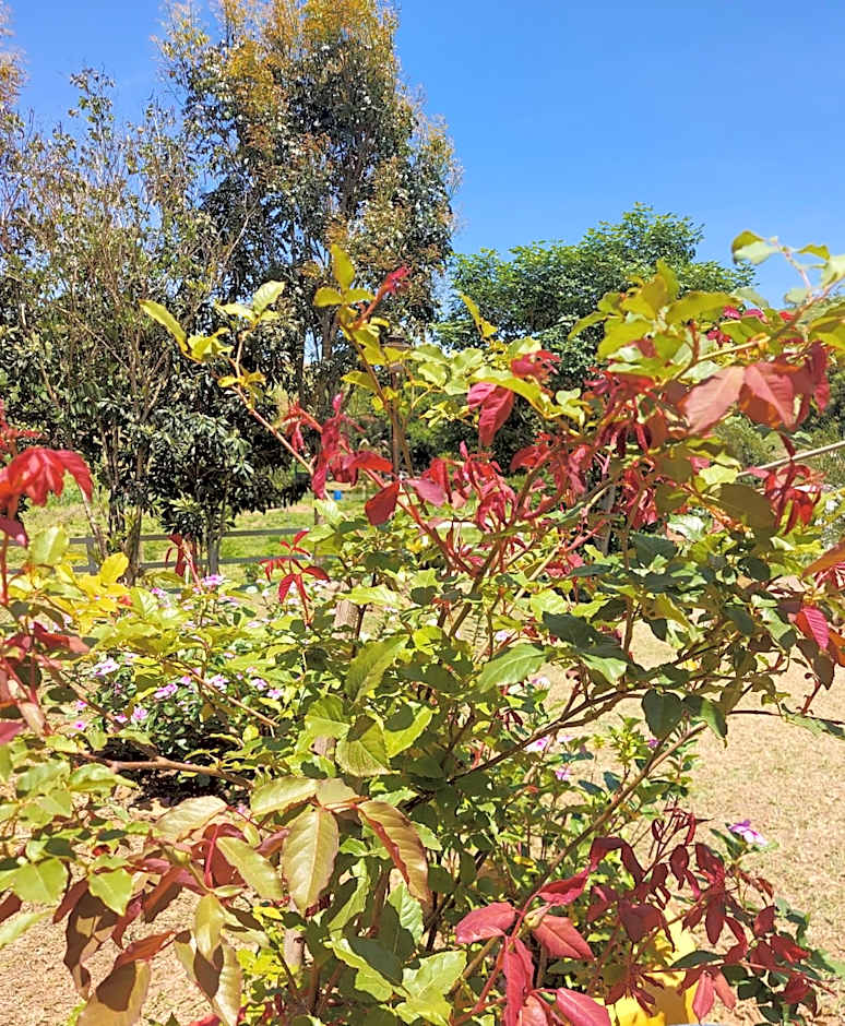 Pousada e Pesque e Pague Vista Alegre