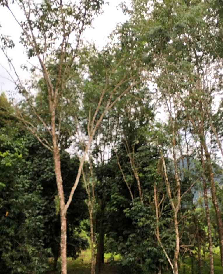 Khaosok Secret Hostel