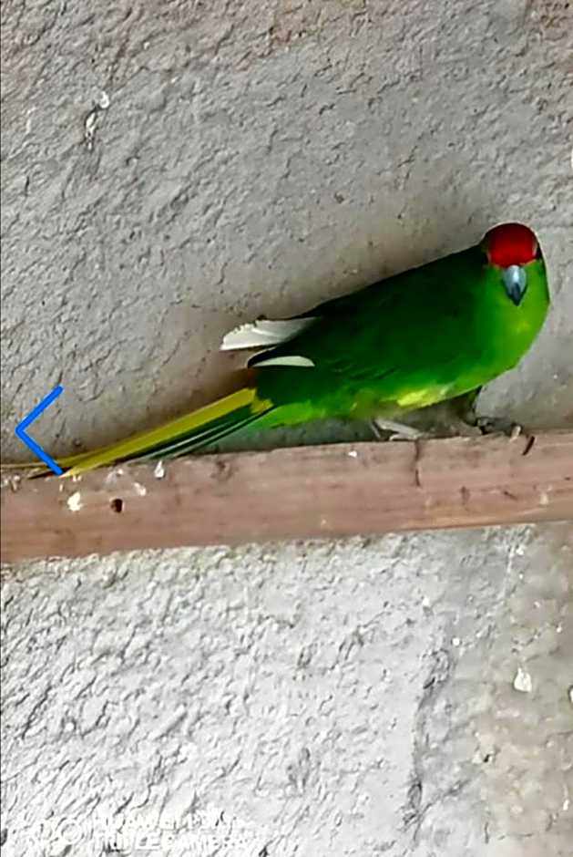 Chambre hotes les oiseaux
