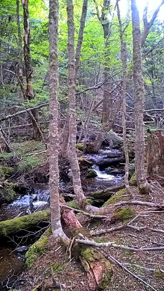 CabaÃ±as Del Martial