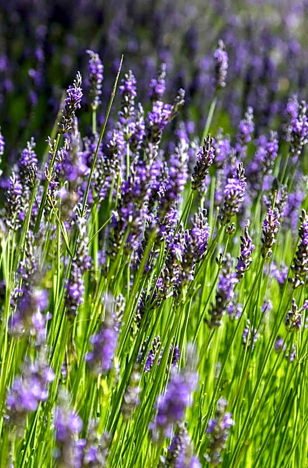 Domaine Les Sources de Dieulefit