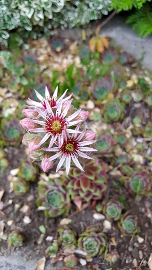 Domek nad jeziorem Bystrzyna