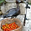 Chambre d'hôtes Au jardin de la Bachellerie