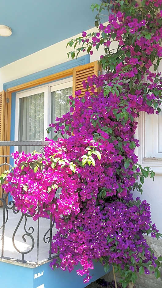 Clementin Suits Sigacık