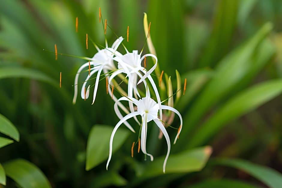 Phka Kravan Boutique