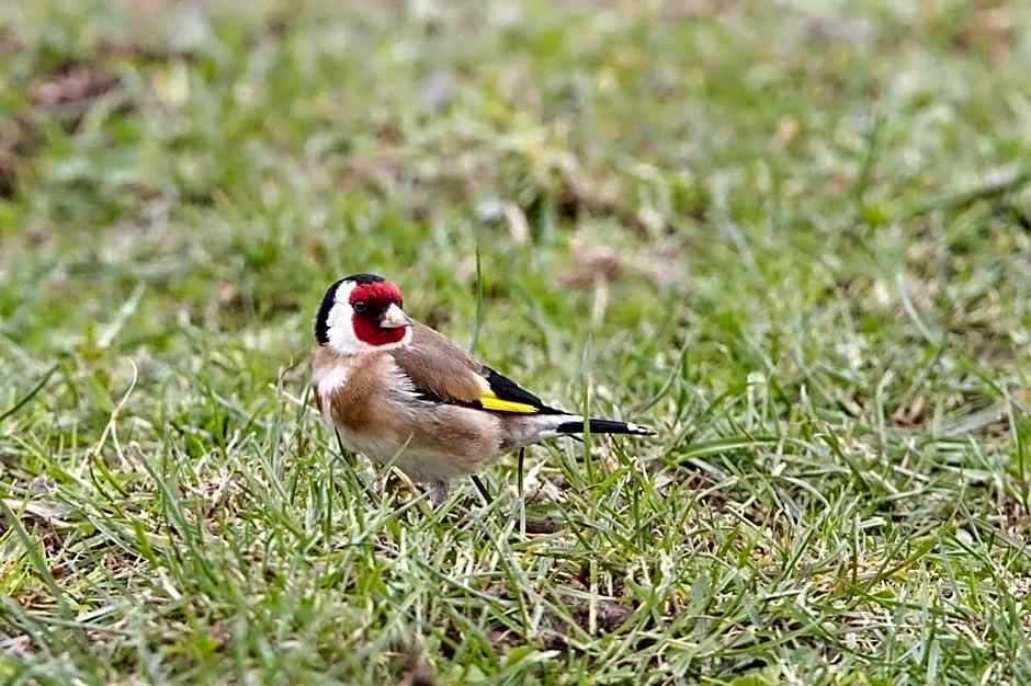 Russell-Orongo Bay Holiday Park