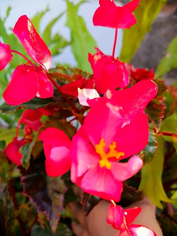 Vila Maria Quinta 13 " Maria Quinta"