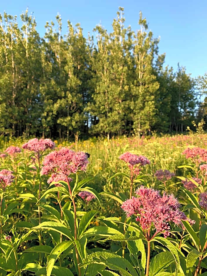 Colindale Beach Villas -- MIni Villas