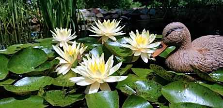 Trickling Waters Retreat