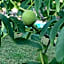 Azienda Agrituristica I Tre Casali