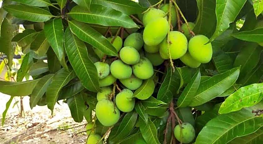 VILLA D' KEBUN WITH FREE FRUITS