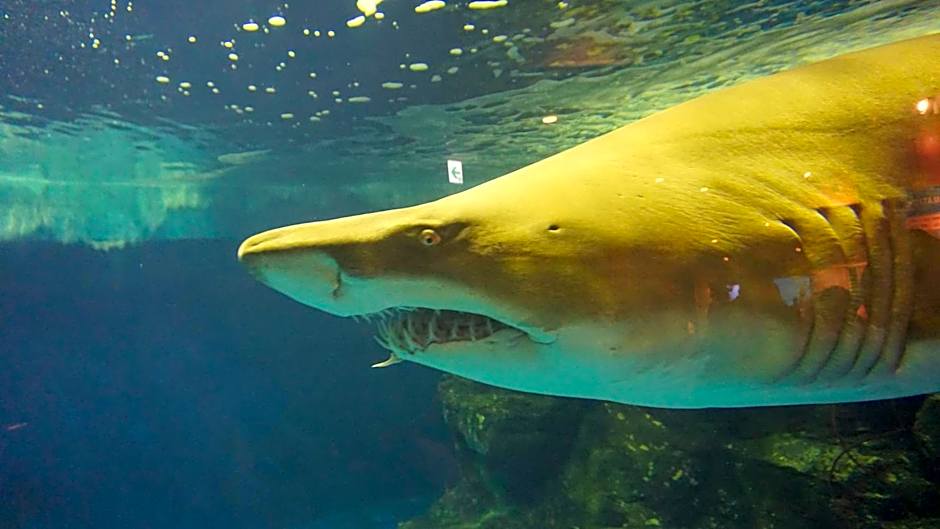 Toyoko Inn Tokyo Shinagawa-Eki Takanawa-Guchi